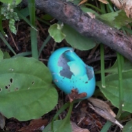robin's egg