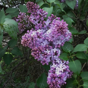 lilacs opening