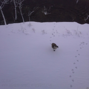 goose going to nest snow tracks