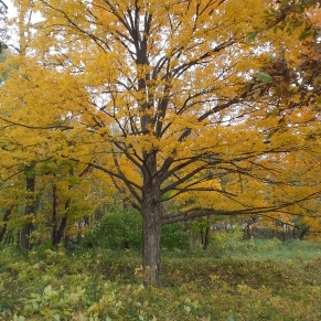 20151019 yellow tree